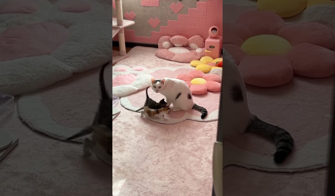 子猫の子守り中の細川タカピコ