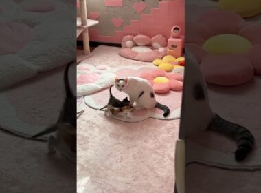 子猫の子守り中の細川タカピコ