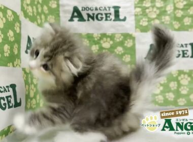 スコティッシュフォールド 2509011 【ペットショップエンゼル　子犬・子猫販売】
