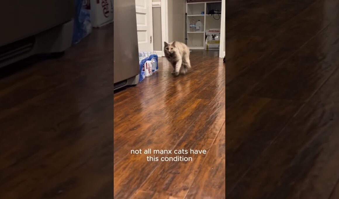 Manx Syndrome: The Hidden Struggle of Tailless Cats!