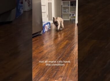 Manx Syndrome: The Hidden Struggle of Tailless Cats!