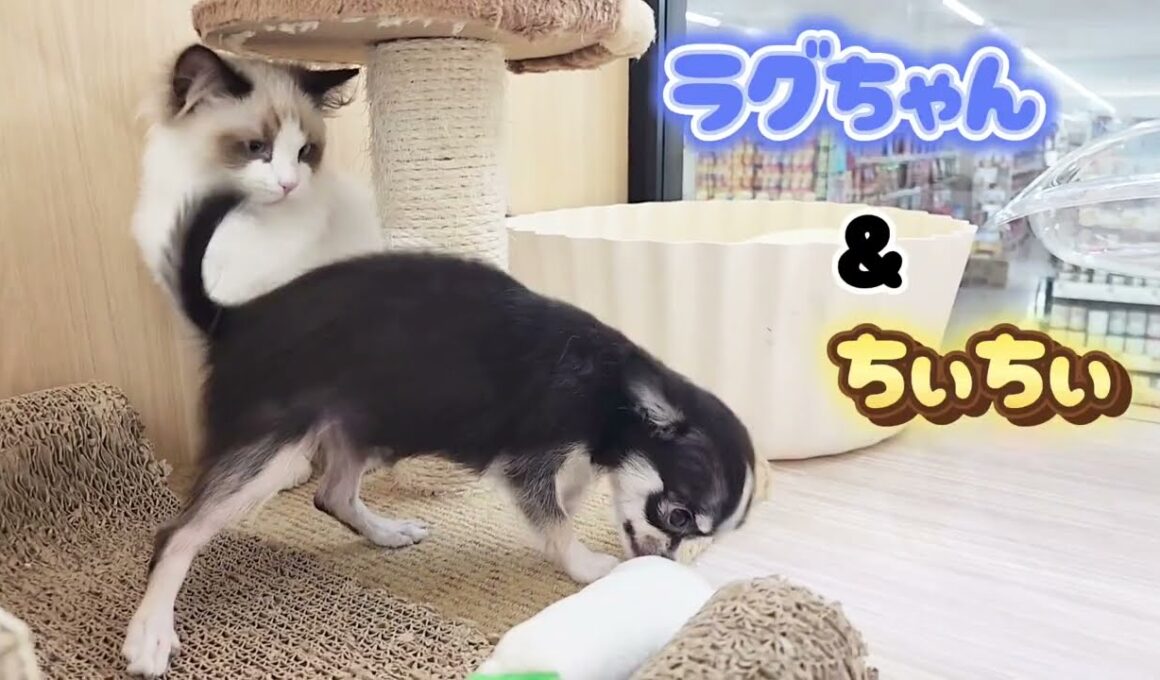【ラグドール&チワワ】ふたりはなかよし