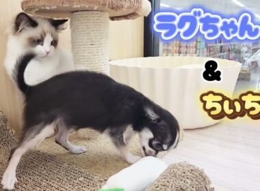 【ラグドール&チワワ】ふたりはなかよし