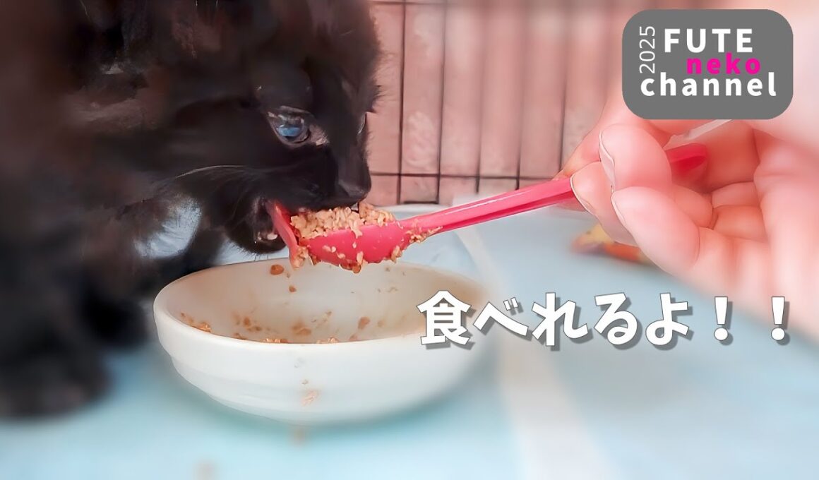 動けなかった子猫がご飯を食べられるようになりました【保護子猫】