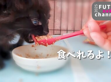 動けなかった子猫がご飯を食べられるようになりました【保護子猫】