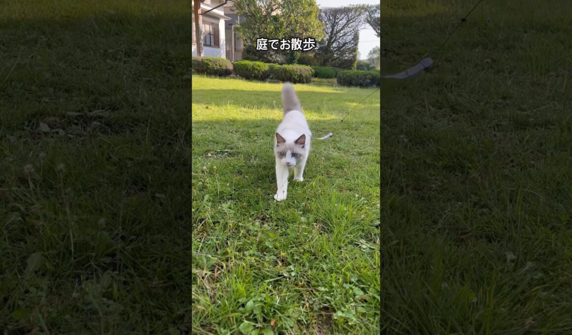 【ラグドールのわたげ】庭でお散歩する猫#shorts #猫 #ラグドール