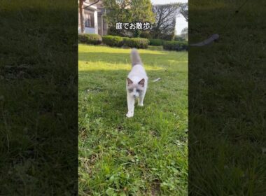 【ラグドールのわたげ】庭でお散歩する猫#shorts #猫 #ラグドール