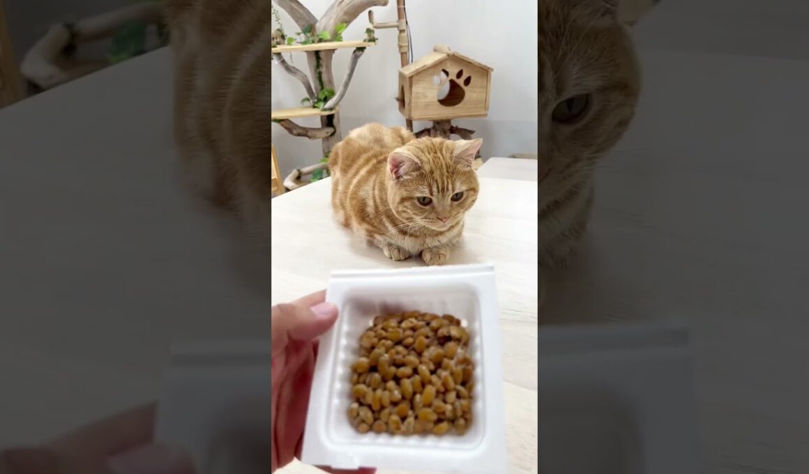 納豆ライフハック Nattolifehack!!! #shorts