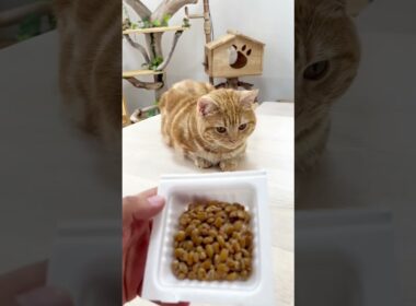 納豆ライフハック Nattolifehack!!! #shorts