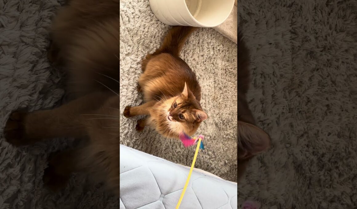 荒ぶる猫にゃー🐈 #cat #ねこ #猫 #ネコ  #ソマリ #chat