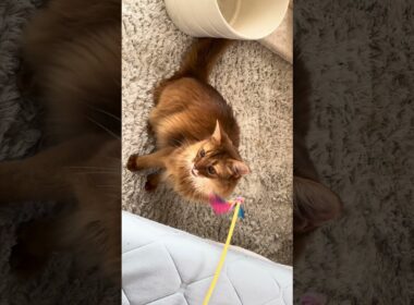 荒ぶる猫にゃー🐈 #cat #ねこ #猫 #ネコ  #ソマリ #chat