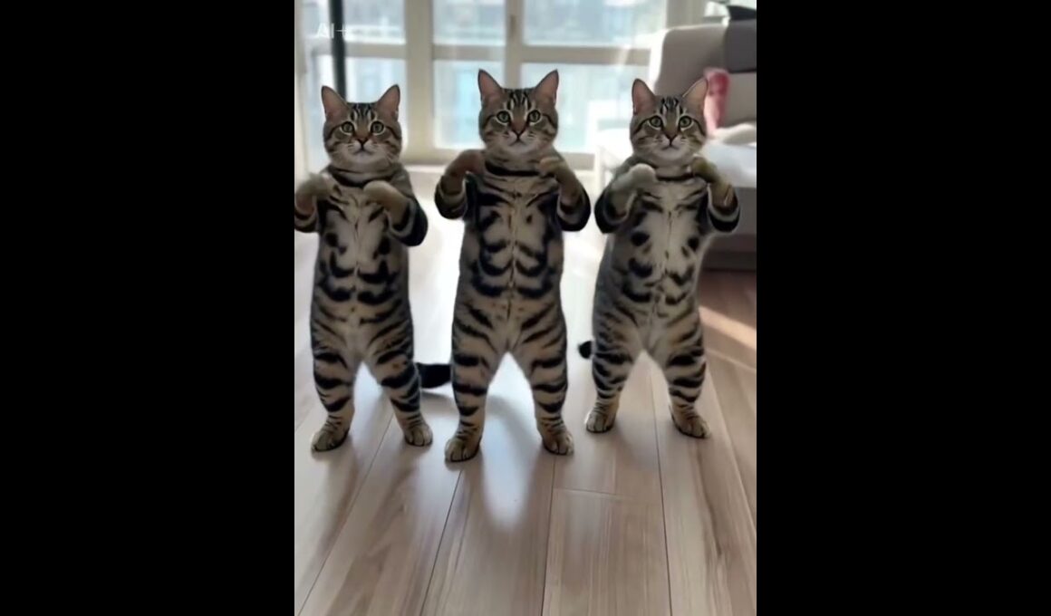 #726 AIまろん #子猫 まろん（まろたん）2023.11.1生まれミックス 女の子 1歳10ヶ月