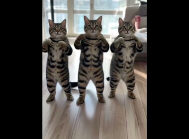 #726 AIまろん #子猫 まろん（まろたん）2023.11.1生まれミックス 女の子 1歳10ヶ月