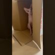 段ボールに隠れて遊ぶ毛のない猫【スフィンクス】