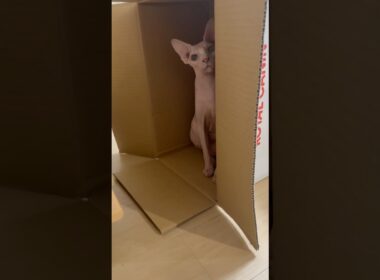 段ボールに隠れて遊ぶ毛のない猫【スフィンクス】