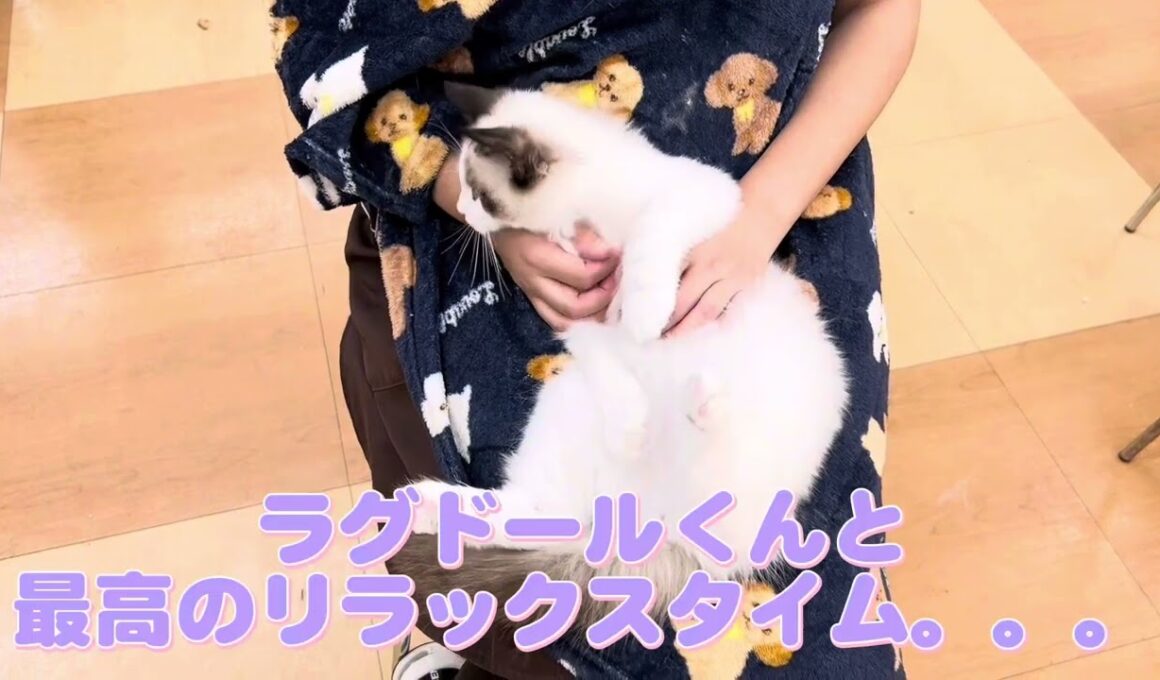 【9/5撮影♪】まもなく生後4ヶ月♪成長著しいラグドールくんの現在をご紹介！