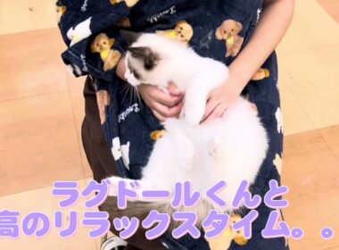 【9/5撮影♪】まもなく生後4ヶ月♪成長著しいラグドールくんの現在をご紹介！