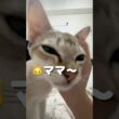 【生後半年】まだまだママに甘々なシンガプーラの子猫#shorts #子ネコ #好きな子猫