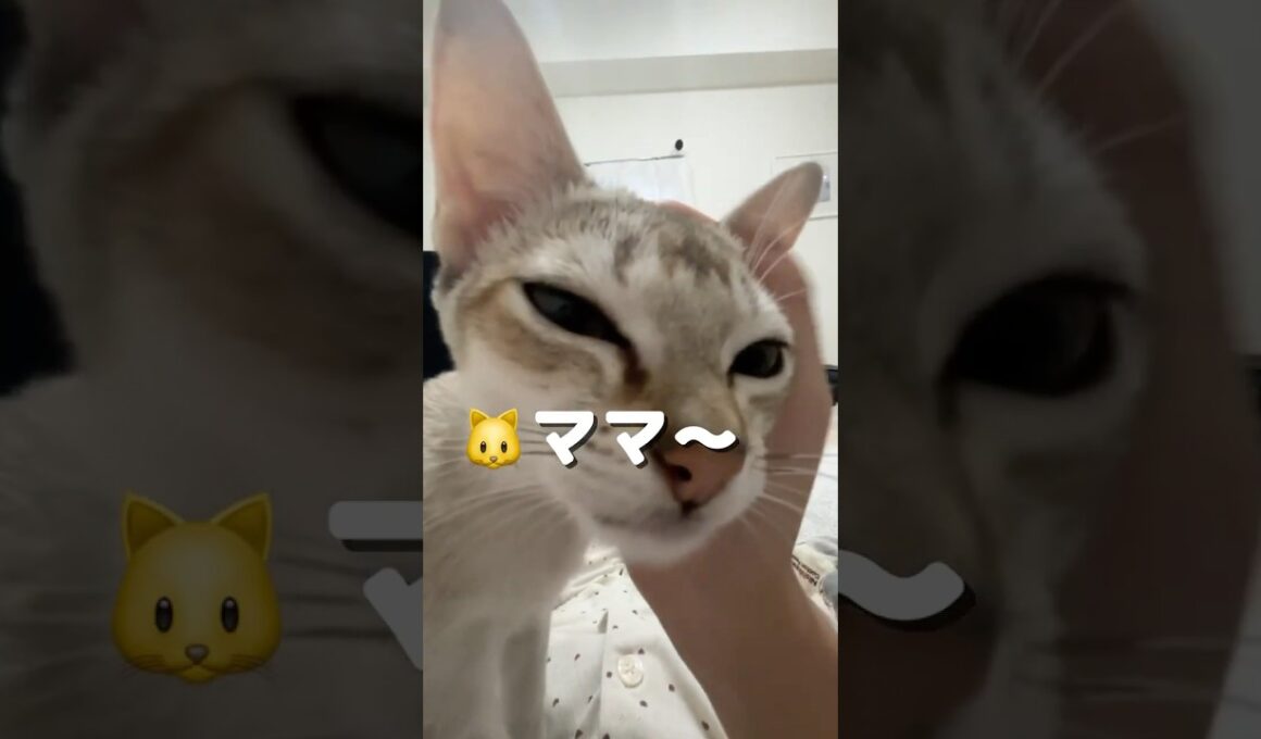 【生後半年】まだまだママに甘々なシンガプーラの子猫#shorts #子ネコ #好きな子猫