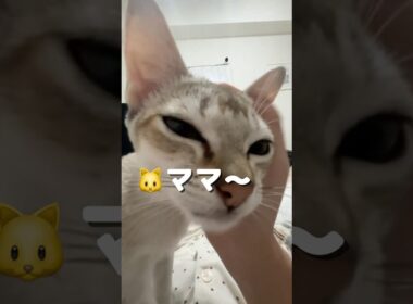 【生後半年】まだまだママに甘々なシンガプーラの子猫#shorts #子ネコ #好きな子猫