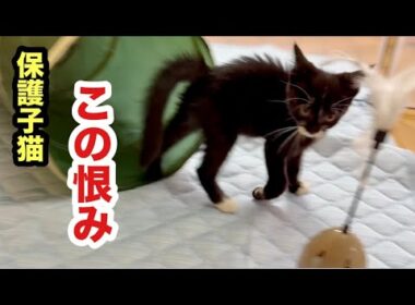 背中丸めて突進してくる保護子猫ちゃぴ