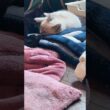 子ネコ3匹。シャムの子ネコ雫、キジシロの来夢、黒猫の黒夢。眠たいながら、可愛く、じゃれあったり
