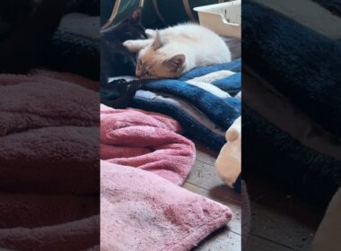子ネコ3匹。シャムの子ネコ雫、キジシロの来夢、黒猫の黒夢。眠たいながら、可愛く、じゃれあったり