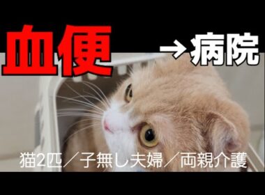 発情期💦のストレスが原因∕先生に教わった☝️爪切りシーン…153☘️おもち♂️[スコティッシュ]☘️しらす♀️[アメショ]