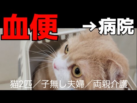 発情期💦のストレスが原因∕先生に教わった☝️爪切りシーン…153☘️おもち♂️[スコティッシュ]☘️しらす♀️[アメショ]