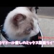 ラグドールの癒し動画【ループ】#cat#癒し