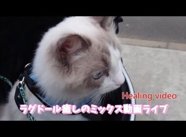 ラグドールの癒し動画【ループ】#cat#癒し