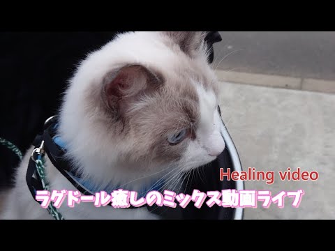 ラグドールの癒し動画【ループ】#cat#癒し
