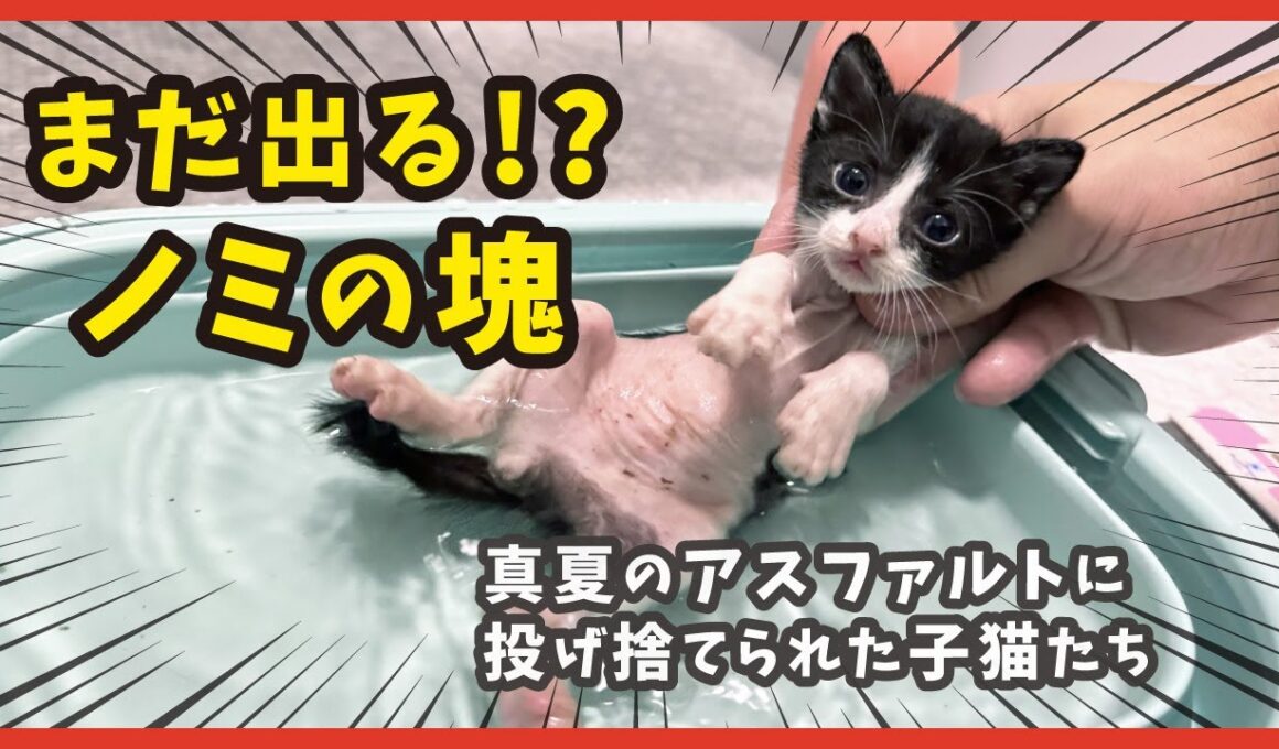 【ノミ地獄】お風呂で発覚…捨てられた子猫のノミの量が想像を超えた