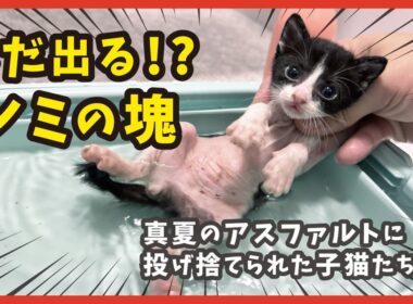 【ノミ地獄】お風呂で発覚…捨てられた子猫のノミの量が想像を超えた