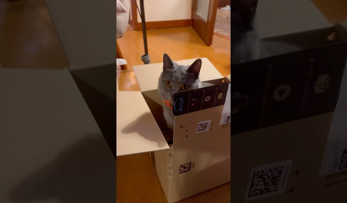 お誕生日のつむやま〜【シャルトリューつむやまの誕プレ日記】 #cat #ねこ #chartreux #シャルトリュー #猫 #猫壱 #キャッチミーイフユーキャン #ネコ #明日への手紙 #手嶌葵