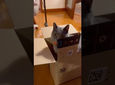 お誕生日のつむやま〜【シャルトリューつむやまの誕プレ日記】 #cat #ねこ #chartreux #シャルトリュー #猫 #猫壱 #キャッチミーイフユーキャン #ネコ #明日への手紙 #手嶌葵