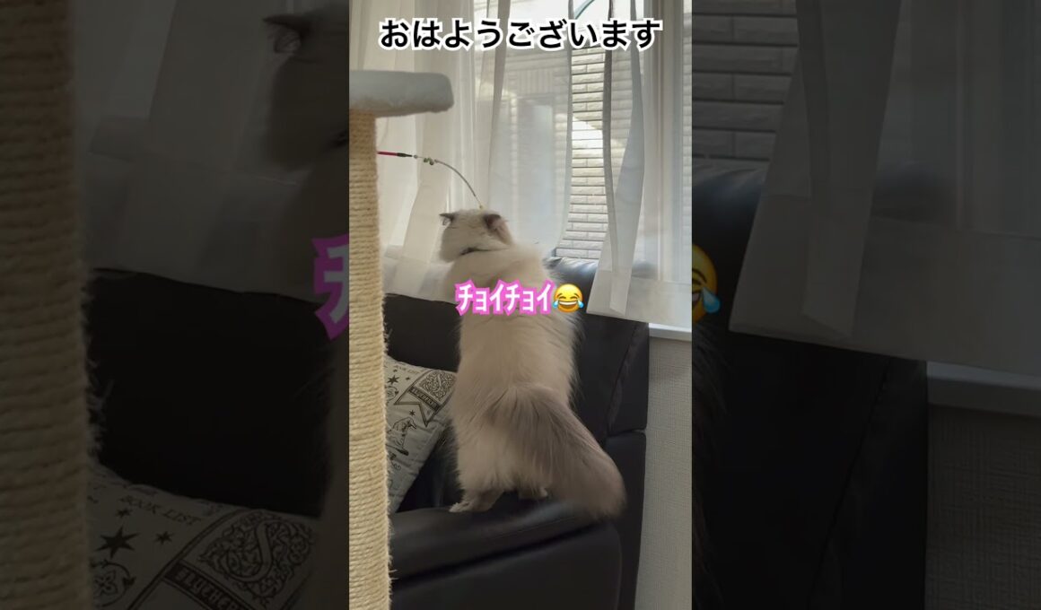 おはようヒマラヤンのマーベル🐈🐾 #猫のいる暮らし #猫好きさんと繋がりたい #cat #元気になる動画 #かわいい #元気お届け #shorts