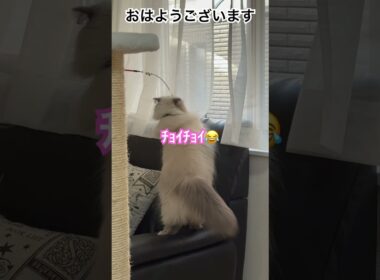おはようヒマラヤンのマーベル🐈🐾 #猫のいる暮らし #猫好きさんと繋がりたい #cat #元気になる動画 #かわいい #元気お届け #shorts