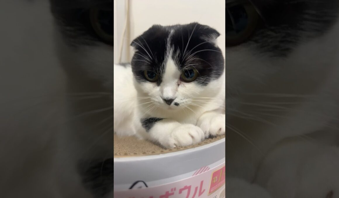 バンバラバンバラバンバラバン！　#ネコ#cat #ハチワレ #ねこ #白黒猫 #猫好きさんと繋がりたい #猫のいる暮らし #スコティッシュフォールド