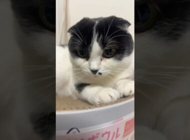 バンバラバンバラバンバラバン！　#ネコ#cat #ハチワレ #ねこ #白黒猫 #猫好きさんと繋がりたい #猫のいる暮らし #スコティッシュフォールド