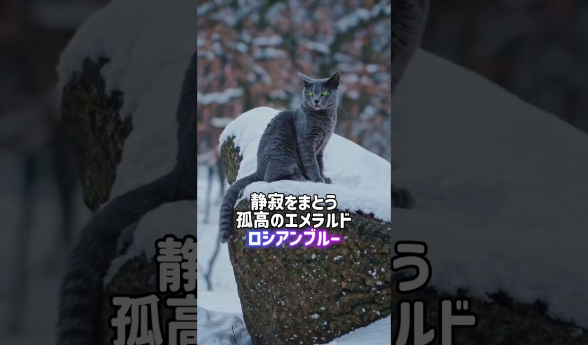 ロシア猫対決🥶👊ロシアンブルー•サイベリアン😾