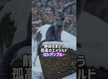 ロシア猫対決🥶👊ロシアンブルー•サイベリアン😾