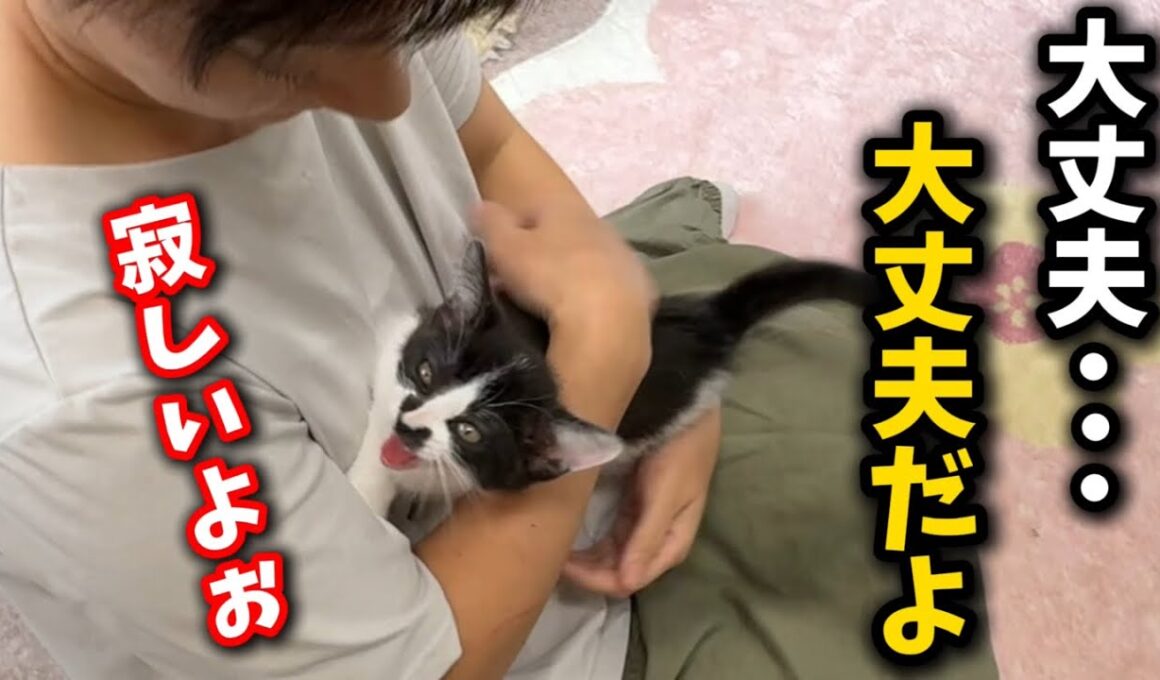 兄弟たちが譲渡されひとりぼっちになった子猫の訴えに泪…