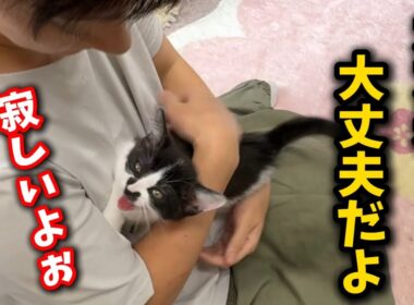 兄弟たちが譲渡されひとりぼっちになった子猫の訴えに泪…