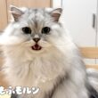 もふもふ猫が最近ハマっていること 【サイベリアン】