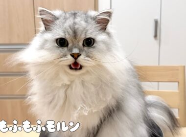 もふもふ猫が最近ハマっていること 【サイベリアン】