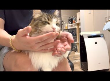 飼い主の膝の上で甘える猫がかわいすぎました