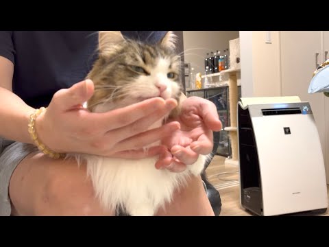 飼い主の膝の上で甘える猫がかわいすぎました