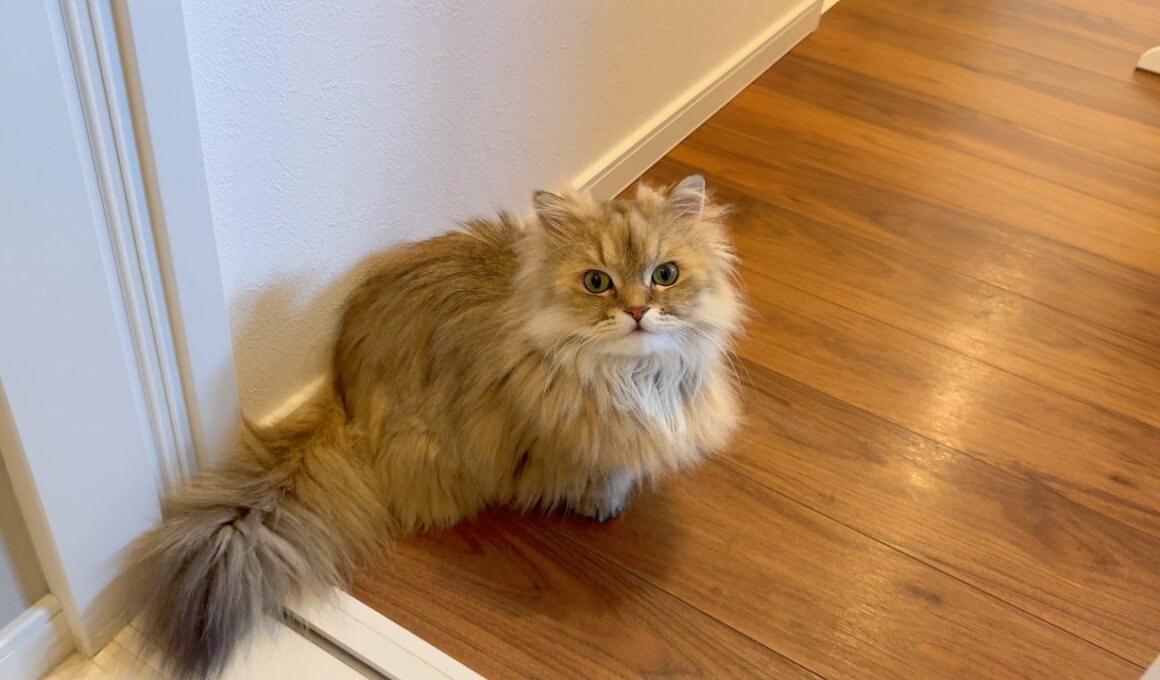 離れるとダッシュで駆け寄って来る猫に付き合ったら大変！
