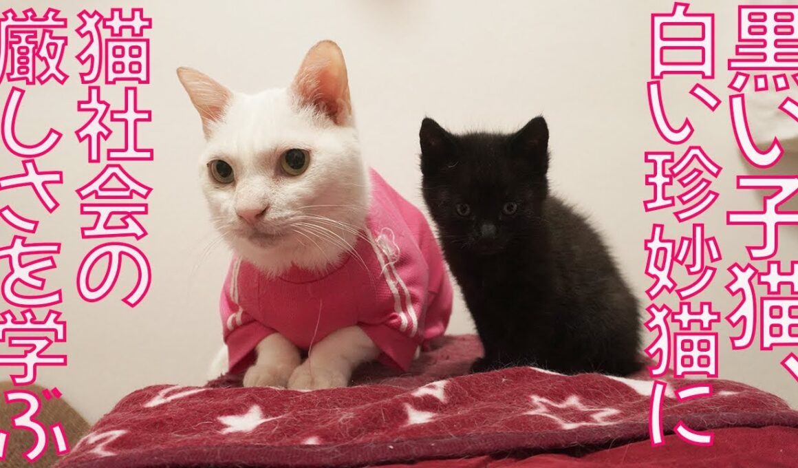 黒い保護子猫、白い珍妙猫に弟子入りする The master spacecat and Apprentice Kitty